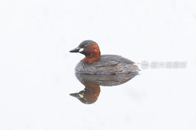 小Grebe (Tachybaptus ruficollis)